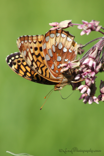 photo of a great spangled fritillary butterfly